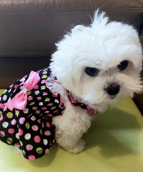 adorabili cuccioli di maltese da tè per una famiglia amorevole abbiamo adorabili cuccioli maltesi ma