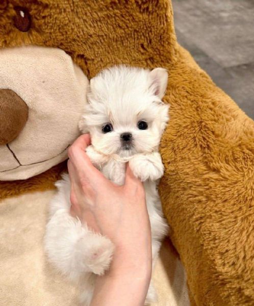 affettuosi cuccioli di maltese in cerca di una casa buona e premurosa ben addestrati cuccioli di mal | Foto 1