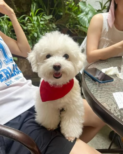 bellissimi cuccioli maltesi akc teacup disponibili per l'adozione per la tua famiglia abbiamo due be | Foto 0