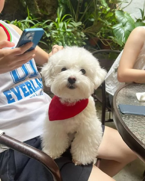 bellissimi cuccioli maltesi akc teacup disponibili per l'adozione per la tua famiglia abbiamo due be