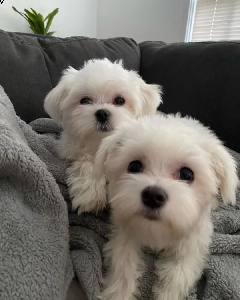 splendidi cuccioli di maltese genuini (+393512351560)o