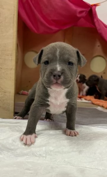 CUCCIOLI AMSTAFF 