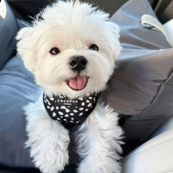 bellissimi cuccioli di maltese akc teacup disponibili regalo di famiglia per te abbiamo tre bellissi | Foto 0