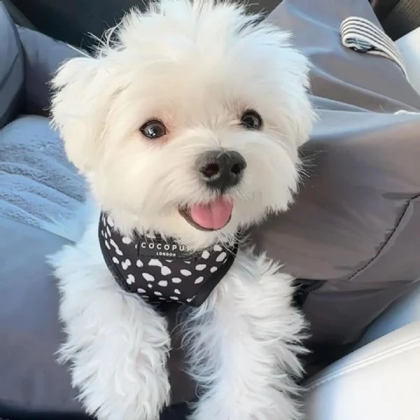 bellissimi cuccioli di maltese akc teacup disponibili regalo di famiglia per te abbiamo tre bellissi