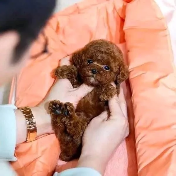 cuccioli di barboncino taglia toy | Foto 0