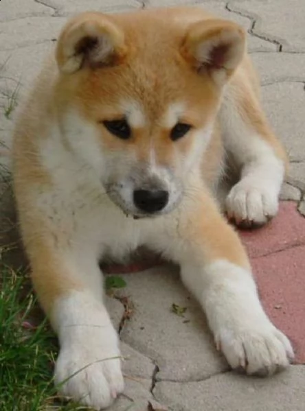 regalo akita inu cuccioli maschio e femmina disponibili cuccioli , ottima genealogia, caratteri sple