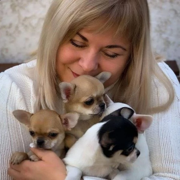 ottimi cuccioli di chihuahua regalo gratuito per la tua famiglia non siamo allevatori. siamo una fam