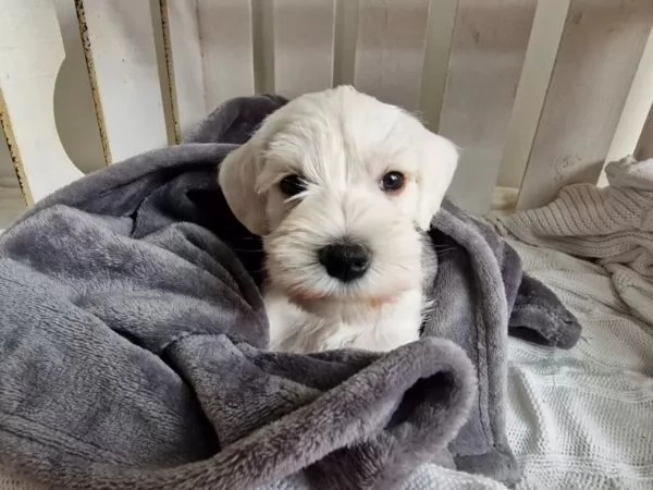 Cuccioli di Schnauzer nano | Foto 2