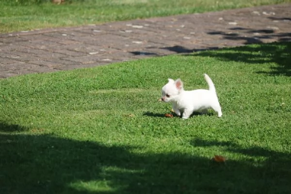 Cuccioli di Chihuahua pronti per una nuova casa | Foto 1