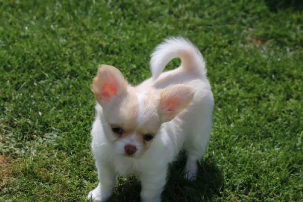 Cuccioli di Chihuahua pronti per una nuova casa | Foto 0