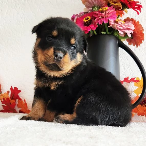 regalo cuccioli di rottweiler 1 femmine e un maschietto.