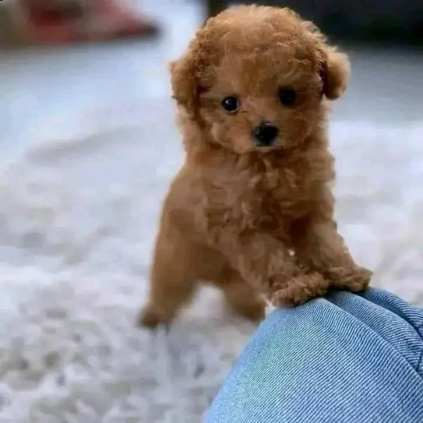 cuccioli di barboncino taglia toy | Foto 0