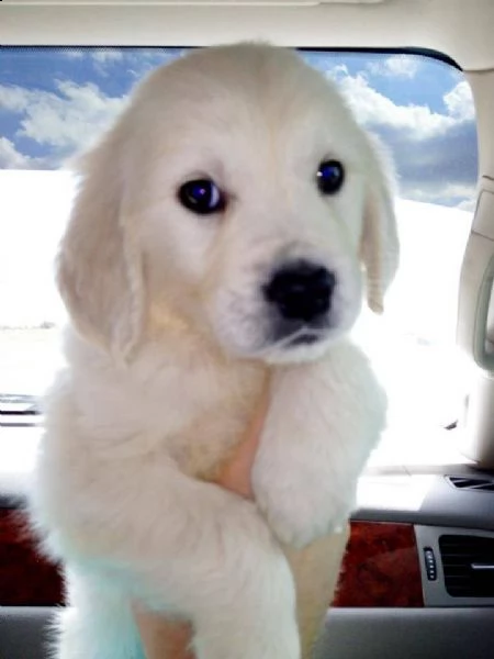 cuccioli maschi di golden retriever!!