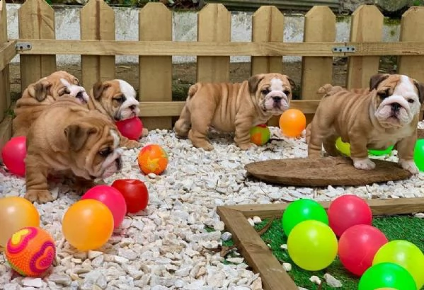 disponibili magnifici cuccioli di bulldog inglese