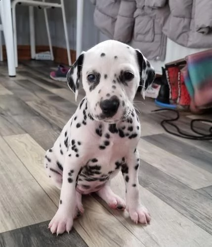 bellissimi cuccioli di dalmata, | Foto 3