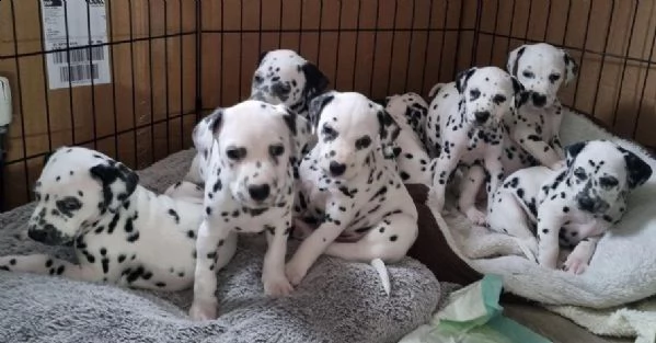 bellissimi cuccioli di dalmata,