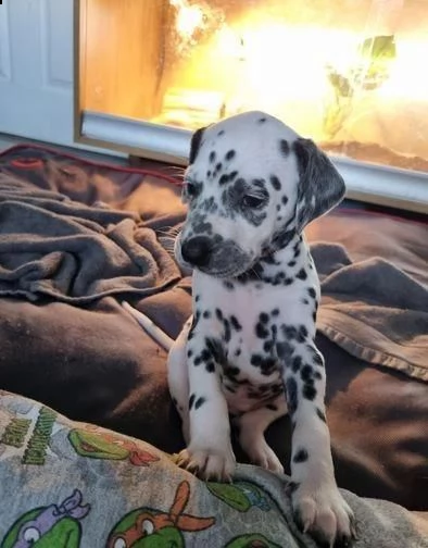 bellissimi cuccioli di dalmata, | Foto 2