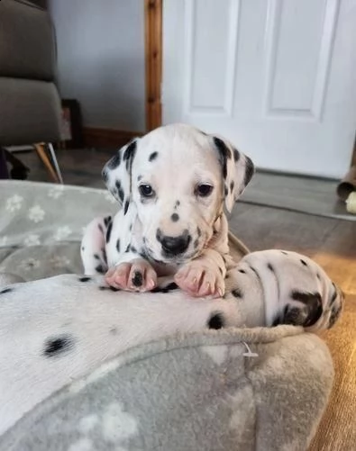 bellissimi cuccioli di dalmata, | Foto 1