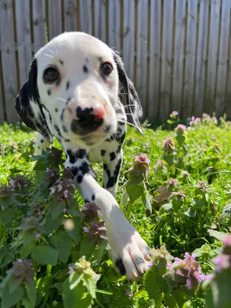 bellissimi cuccioli di dalmata, | Foto 0