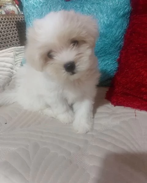 maltese mini toy!!