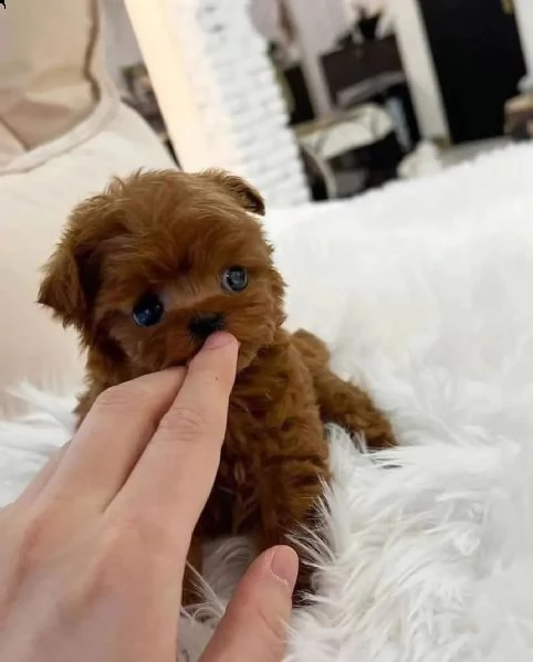 cuccioli barboncini toy piccoli 