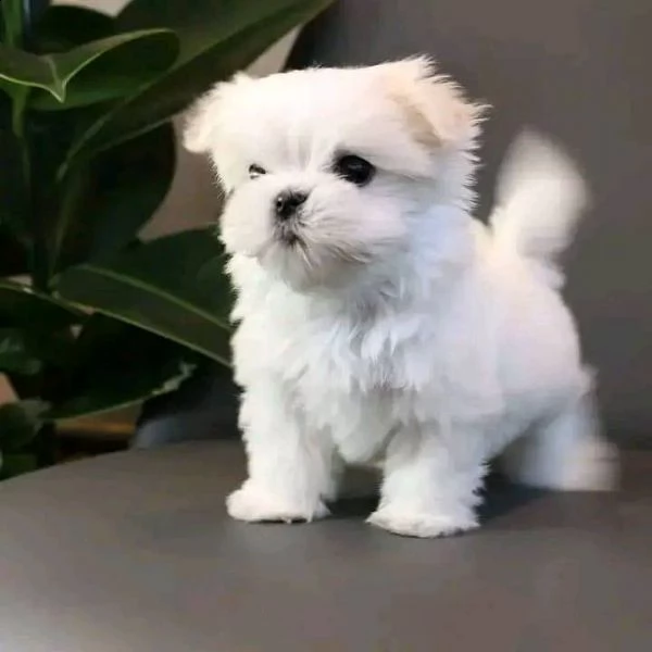 maltese mini toy