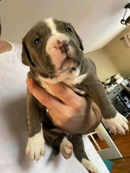 cuccioli american pitbull lillak e rednose