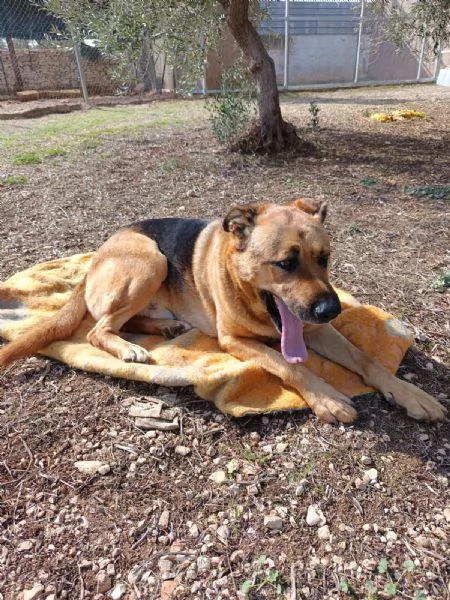 UN CAGNOLONE DI NOME CUCCIOLO  | Foto 6