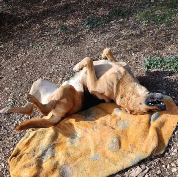 UN CAGNOLONE DI NOME CUCCIOLO  | Foto 1