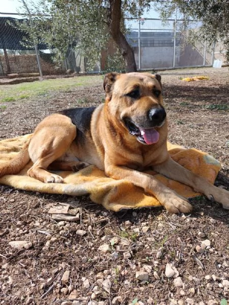 UN CAGNOLONE DI NOME CUCCIOLO  | Foto 0