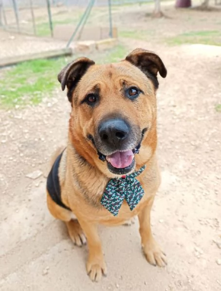 UN CAGNOLONE DI NOME CUCCIOLO 