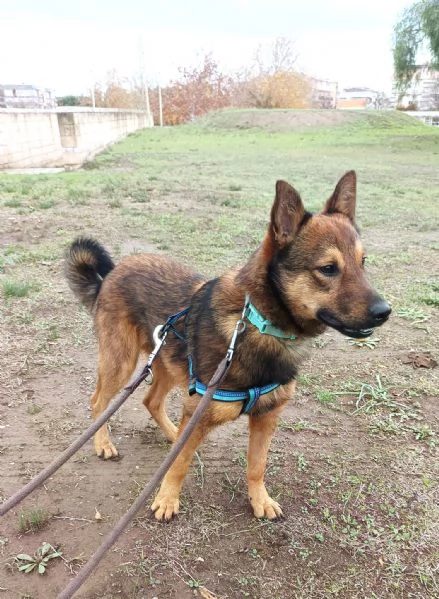 UN CANE NON È PER NATALE..È PER LA VITA | Foto 5