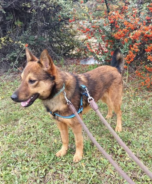 UN CANE NON È PER NATALE..È PER LA VITA | Foto 3