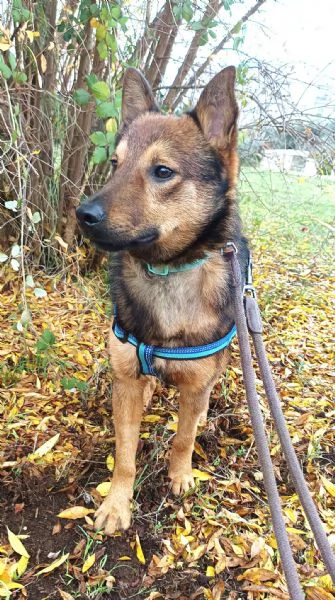 UN CANE NON È PER NATALE..È PER LA VITA | Foto 2