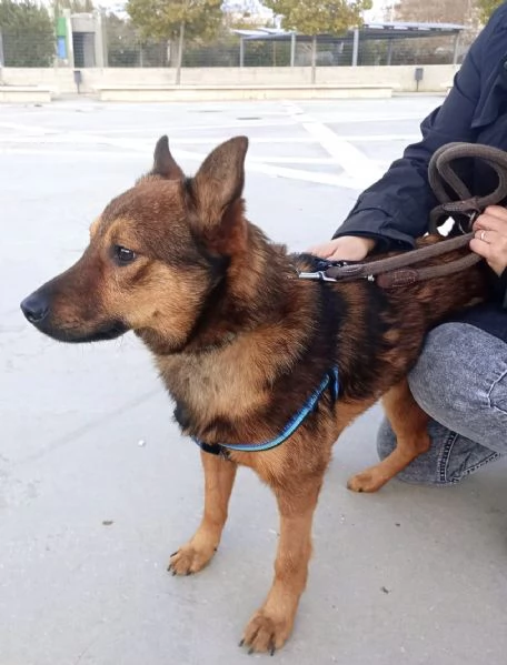 UN CANE NON È PER NATALE..È PER LA VITA | Foto 1