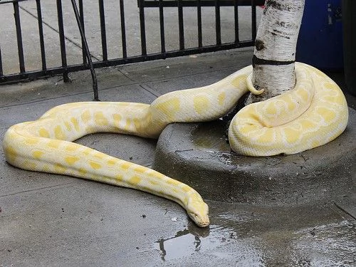 pitone albino sano e amichevole | Foto 0