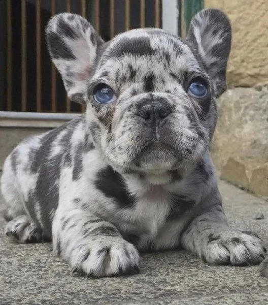 regalo cuccioli di bulldog francese bellissimi cuccioli disponibili, carattere adorabile ,sono docil