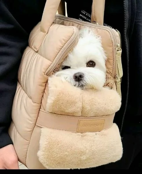 cuccioli maltesi assolutamente amichevoli pronti per il tuo regalo di natale disponibili cuccioli di | Foto 0