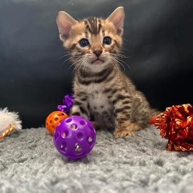 cuccioli bengala meravigliosi | Foto 0