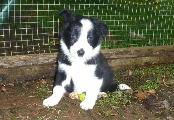 cucciolo di altissima genealogia border collie | Foto 2