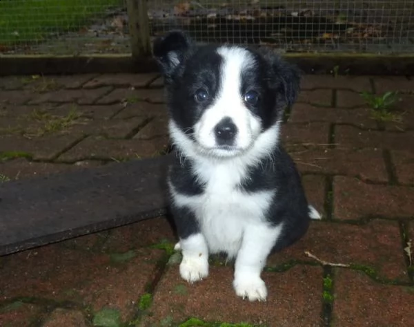 cucciolo di altissima genealogia border collie | Foto 1