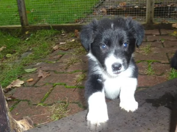 cucciolo di altissima genealogia border collie | Foto 0