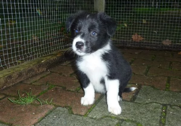 cucciolo di altissima genealogia border collie