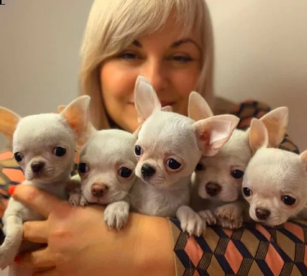 giocoso teacup maltese cuccioli per adozione urgente maschio e femmina (omaggio) ho due cuccioli in 