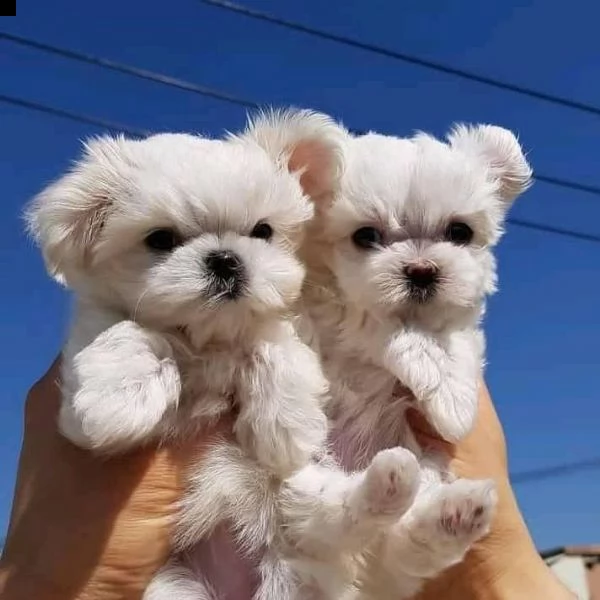 maltese bianco puro pronto per la nuova casa abbiamo due cani (un maschio e una femmina) bellissimi  | Foto 0