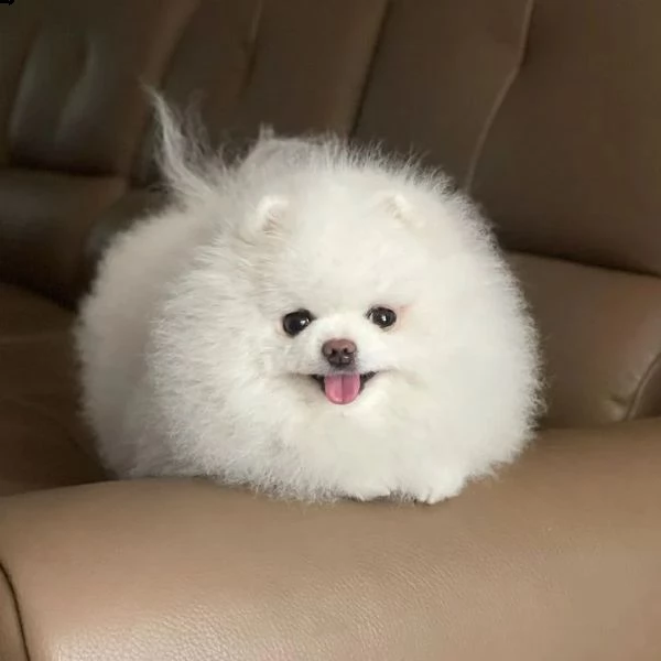 cuccioli di pomerania di razza pura (+393512351560)