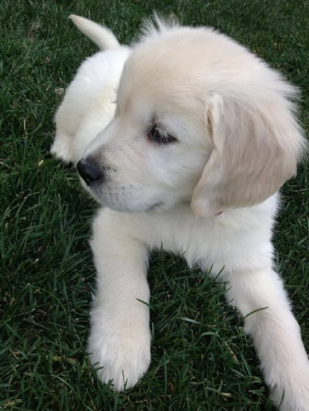 cuccioli di golden retriever bianchi!!!