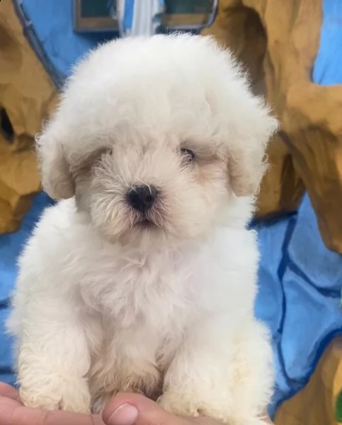 maltese mini toy