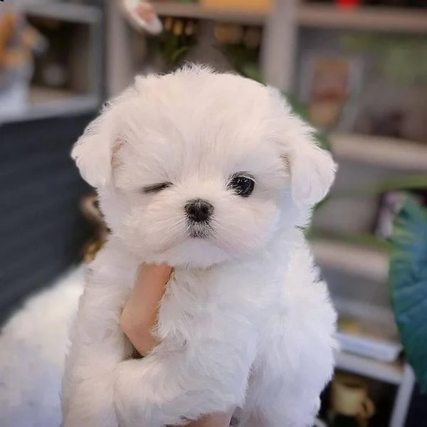 cuccioli maltesi maschio e femmina