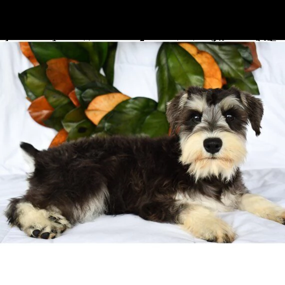 regalo adorabili cuccioli schnauzer femminucce e maschietti disponibili